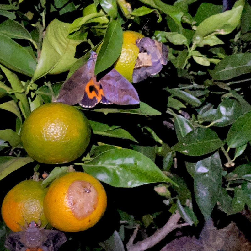multiple fruit piercing moth on citrus