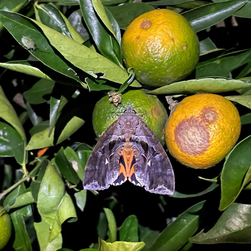 fruit piercing moth on citrus
