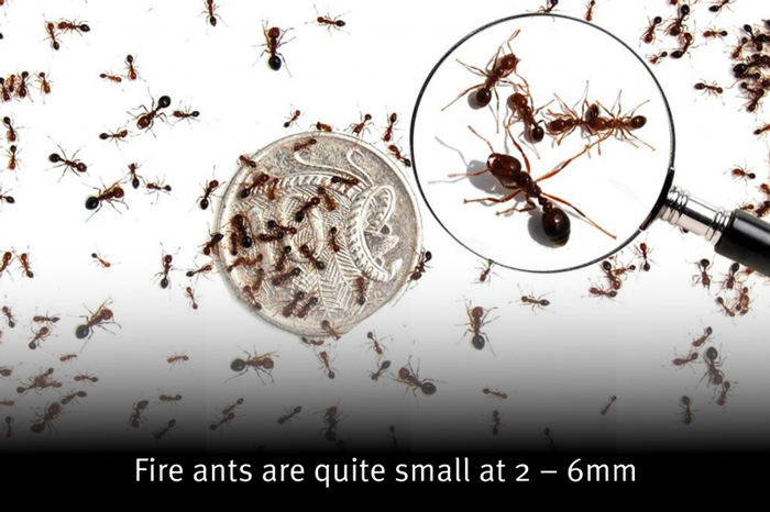 Imported Red Fire Ant Identification