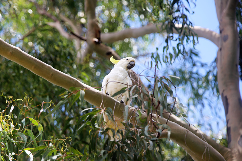 sulphur crested cockatoo